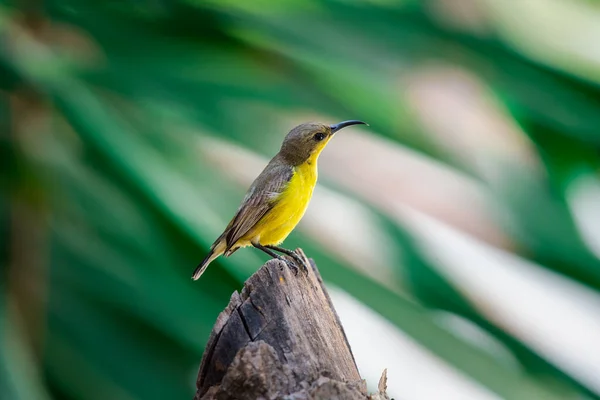 Vogel Olive Backed Sunbird Yellow Bellied Sunbird Weibliche Gelbe Farbe — Stockfoto