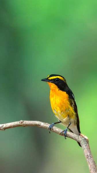 在野生的自然中栖息在一棵树上的雄性黑色 橙色和黄色 有灭绝的危险 — 图库照片