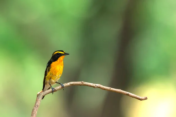 在野生的自然中栖息在一棵树上的雄性黑色 橙色和黄色 有灭绝的危险 — 图库照片