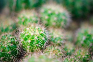 Kaktüs (Gymno, Gymnocalycium) ve kaktüs bahçesindeki kaktüs çiçekleri ev veya çiçekçide dekoratif için çok sayıda boyut ve renk kullanılır.