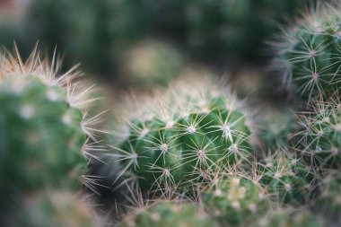 Kaktüs (Gymno, Gymnocalycium) ve kaktüs bahçesindeki kaktüs çiçekleri ev veya çiçekçide dekoratif için çok sayıda boyut ve renk kullanılır.