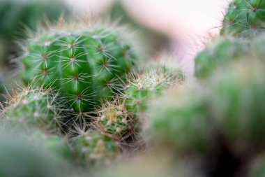 Kaktüs (Gymno, Gymnocalycium) ve kaktüs bahçesindeki kaktüs çiçekleri ev veya çiçekçide dekoratif için çok sayıda boyut ve renk kullanılır.