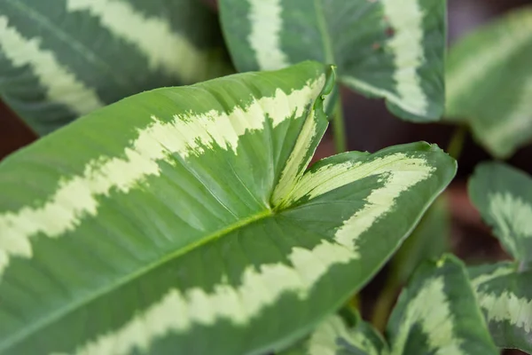 Grüner Hintergrund Grüne Farbe Der Natur Pflanze Und Blatt Umwelt — Stockfoto
