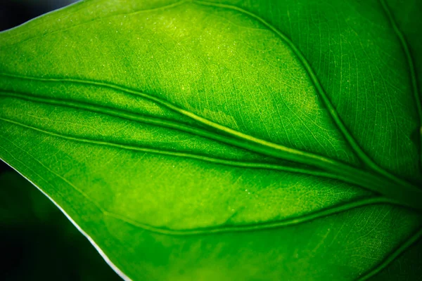 Zielone Tło Zielony Kolor Przyrody Roślin Liści Środowiska Koncepcji Zieleni — Zdjęcie stockowe