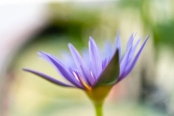 Άνθος Λωτού Λωτός Water Lily Τροπικό Νερό Κρίνος Νυμφαία Nouchali — Φωτογραφία Αρχείου