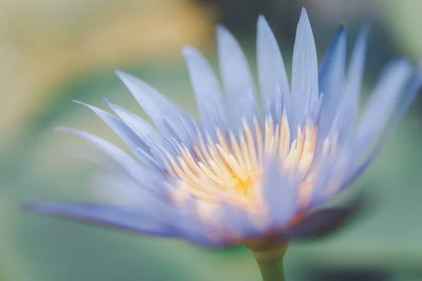 Άνθος Λωτού Λωτός Water Lily Τροπικό Νερό Κρίνος Νυμφαία Nouchali — Φωτογραφία Αρχείου