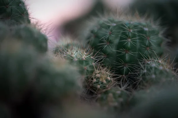 Cactus Gymno Gymnocalycium Flores Cacto Jardim Cacto Muitos Tamanho Cores — Fotografia de Stock