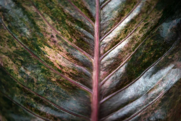 녹색을 나뭇잎 환경의 — 스톡 사진