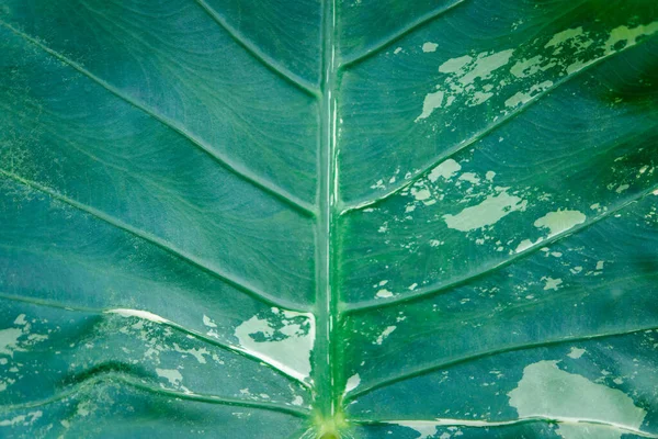Groene Achtergrond Groene Kleur Van Natuur Plant Blad Milieu Groen — Stockfoto