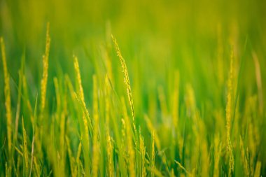 Landscape nature of rice field on rice paddy green color lush growing is a agriculture in asia