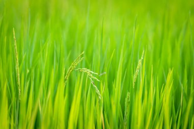Landscape nature of rice field on rice paddy green color lush growing is a agriculture in asia