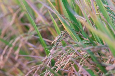 Landscape nature of rice field on rice paddy green color lush growing is a agriculture in asia