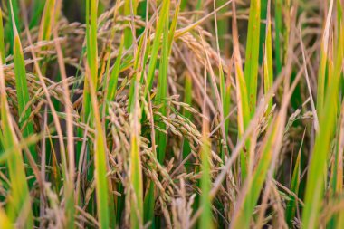 Landscape nature of rice field on rice paddy green color lush growing is a agriculture in asia