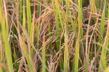 Landscape nature of rice field on rice paddy green color lush growing is a agriculture in asia