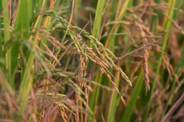 Landscape nature of rice field on rice paddy green color lush growing is a agriculture in asia