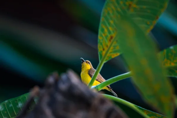 橄榄背的太阳鸟 黄腹的太阳鸟 雌性黄色栖息在野生的树上 — 图库照片