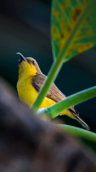 Pájaro Sunbird Respaldado Por Olivo Sunbird Vientre Amarillo Hembra Color — Foto de Stock