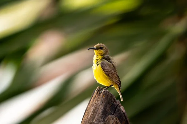 橄榄背的太阳鸟 黄腹的太阳鸟 雌性黄色栖息在野生的树上 — 图库照片