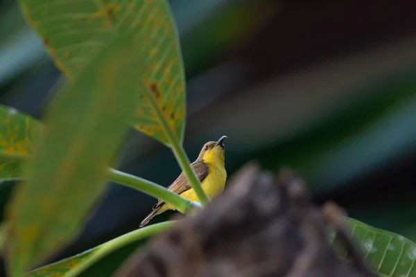 Vogel Olive Backed Sunbird Geelbuikzonnevogel Vrouwelijke Gele Kleur Neergestreken Een — Stockfoto
