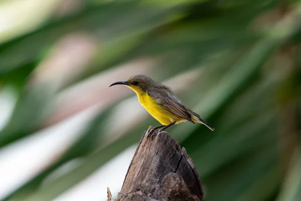 Pássaro Olive Backed Sunbird Yellow Bellied Sunbird Cor Amarela Fêmea — Fotografia de Stock