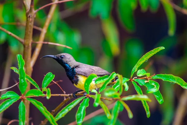橄榄背的太阳鸟 黄腹的太阳鸟 雄性黄色栖息在野生的树上 — 图库照片