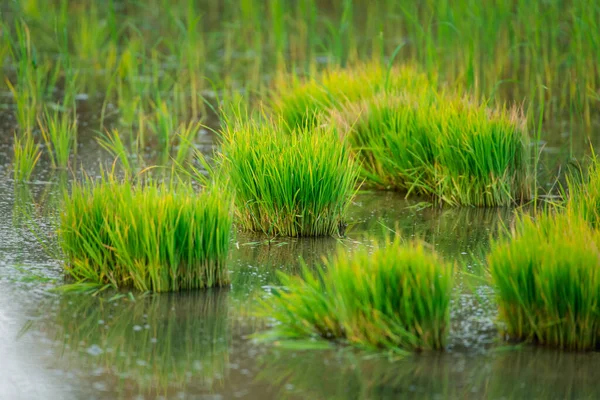 Landscape Nature Rice Field Rice Paddy Green Color Lush Growing — Stock fotografie