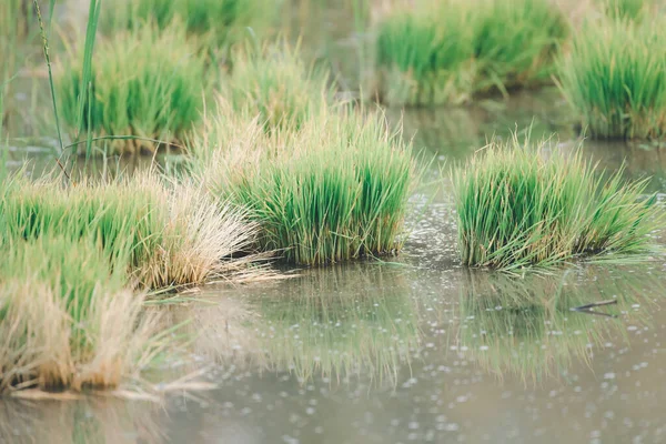 Landscape Nature Rice Field Rice Paddy Green Color Lush Growing — Fotografia de Stock