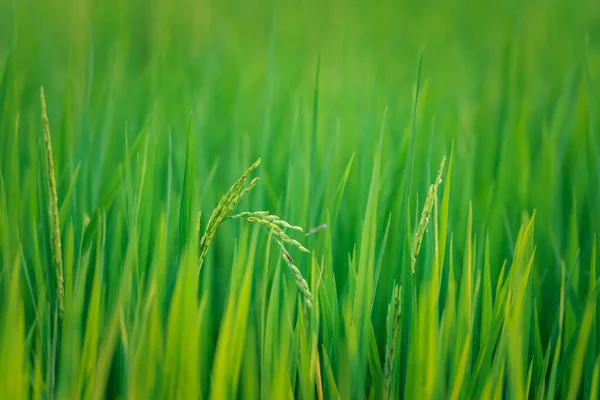 Landscape Nature Rice Field Rice Paddy Green Color Lush Growing — Foto Stock