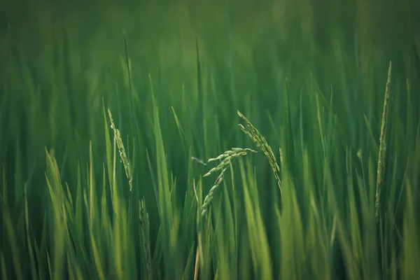 Ландшафтний Характер Рисового Поля Рисовому Пелюстковому Зеленому Кольорі Пишне Вирощування — стокове фото