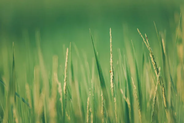 Krajina Příroda Rýžového Pole Rýži Neloupaná Zelená Barva Bujné Pěstování — Stock fotografie