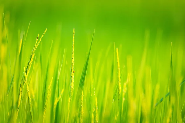 Landscape Nature Rice Field Rice Paddy Green Color Lush Growing — Foto Stock