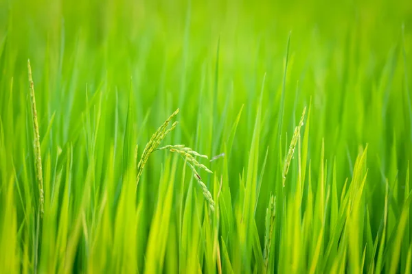 Krajina Příroda Rýžového Pole Rýži Neloupaná Zelená Barva Bujné Pěstování — Stock fotografie