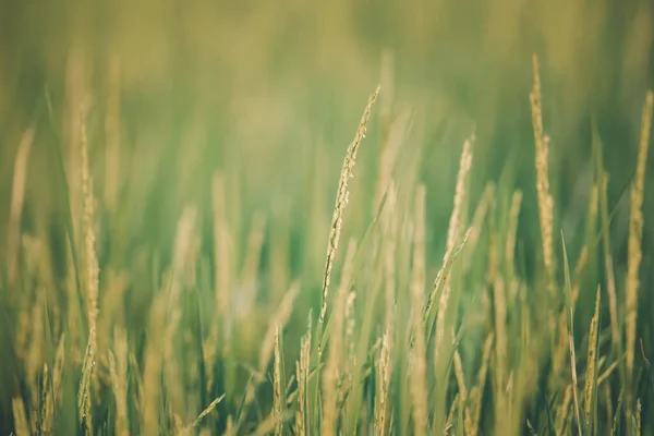 Ландшафтний Характер Рисового Поля Рисовому Пелюстковому Зеленому Кольорі Пишне Вирощування — стокове фото