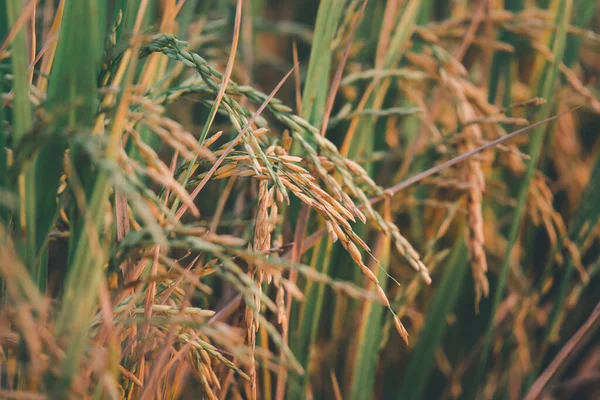 Landscape Nature Rice Field Rice Paddy Green Color Lush Growing — Fotografia de Stock