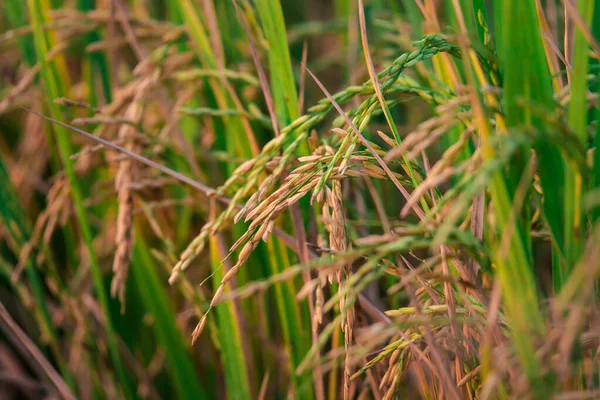 Landschap Natuur Van Rijstveld Rijst Padie Groene Kleur Weelderige Teelt — Stockfoto