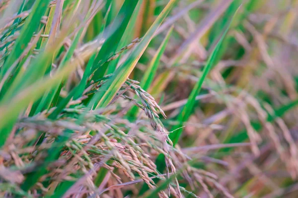 Krajobraz Charakter Pola Ryżu Ryżu Paddy Zielony Kolor Bujny Uprawy — Zdjęcie stockowe