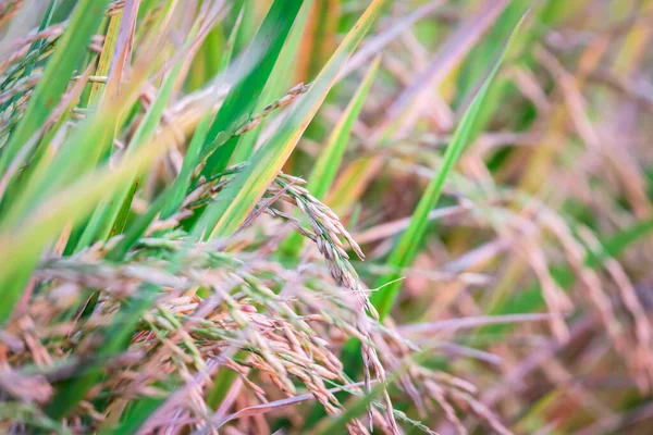 Krajobraz Charakter Pola Ryżu Ryżu Paddy Zielony Kolor Bujny Uprawy — Zdjęcie stockowe