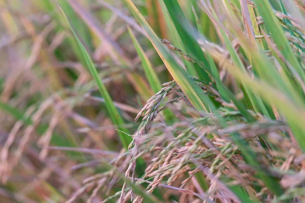 Landscape Nature Rice Field Rice Paddy Green Color Lush Growing — Stock fotografie