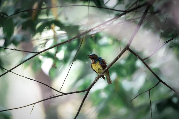 褐色喉的太阳鸟 浅色喉的太阳鸟 雄性有艳丽的绿色和紫色的上皮 翼盖上有栗子 而在野外的树上有主要是黄色的替罪羊 — 图库照片