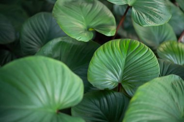 Yeşillik arkaplan, yeşillik doğa yeşili bitki ve yaprak çevre konsepti