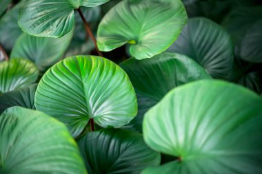 Yeşillik arkaplan, yeşillik doğa yeşili bitki ve yaprak çevre konsepti