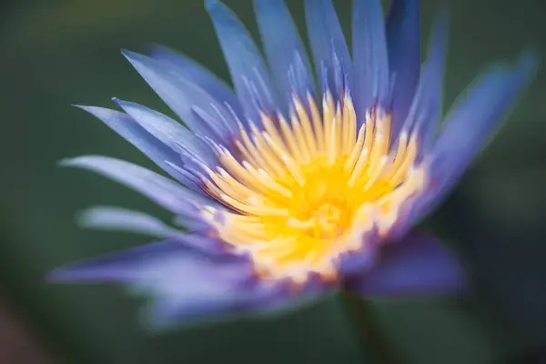 蓮の花 スイレン 熱帯スイレンやスイレン Nouchali 白と紫の色 庭の自然に美しい花 — ストック写真