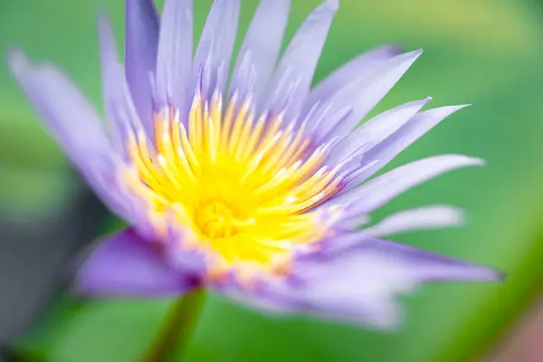 蓮の花 スイレン 熱帯スイレンやスイレン Nouchali 白と紫の色 庭の自然に美しい花 — ストック写真