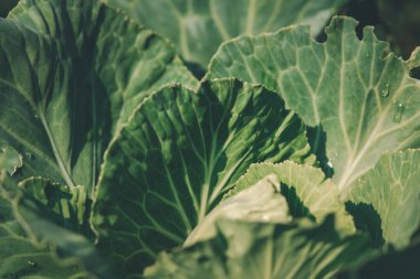 Yeşillik arkaplan, yeşillik doğa yeşili bitki ve yaprak çevre konsepti