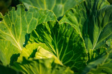 Yeşillik arkaplan, yeşillik doğa yeşili bitki ve yaprak çevre konsepti