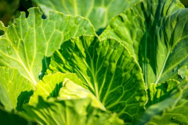 Yeşillik arkaplan, yeşillik doğa yeşili bitki ve yaprak çevre konsepti