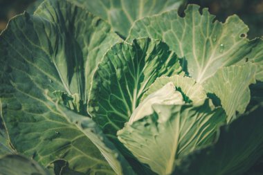 Yeşillik arkaplan, yeşillik doğa yeşili bitki ve yaprak çevre konsepti