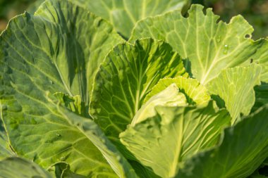 Yeşillik arkaplan, yeşillik doğa yeşili bitki ve yaprak çevre konsepti