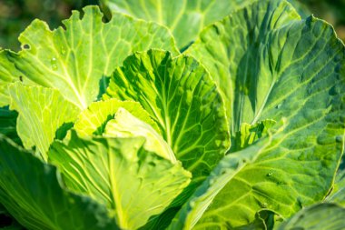 Yeşillik arkaplan, yeşillik doğa yeşili bitki ve yaprak çevre konsepti