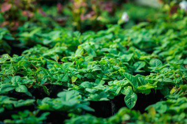 Yeşillik arkaplan, yeşillik doğa yeşili bitki ve yaprak çevre konsepti